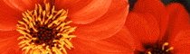 成年後見
